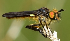 Holopogon chalcogaster