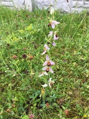 Ophrys apifera