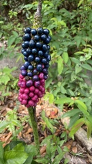 Amorphophallus kiusianus