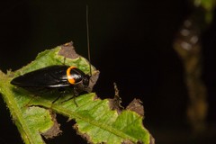 Hemithyrsocera palliata