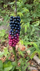 Amorphophallus kiusianus