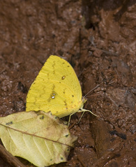 Phoebis neocypris