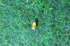 Promalactis procerella