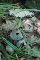 Coprinopsis alopecia