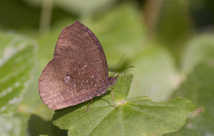 Godartiana muscosa