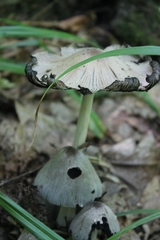 Coprinopsis alopecia