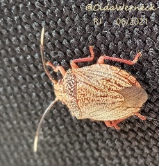 Antiteuchus sepulcralis