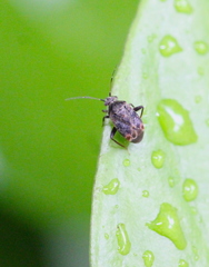 Charagochilus angusticollis