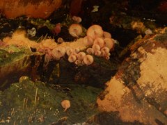 Mycena clarkeana