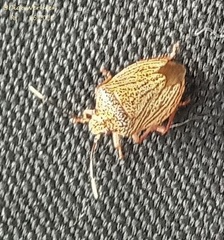 Antiteuchus sepulcralis