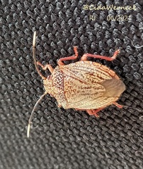 Antiteuchus sepulcralis