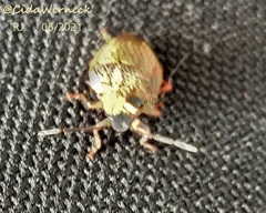 Antiteuchus sepulcralis