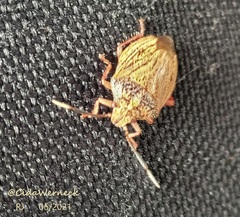 Antiteuchus sepulcralis