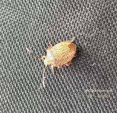 Antiteuchus sepulcralis