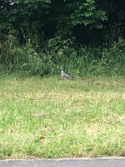 Columba palumbus