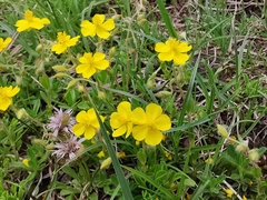 Helianthemum oelandicum