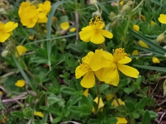 Helianthemum oelandicum