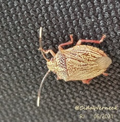 Antiteuchus sepulcralis