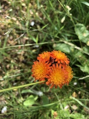 Pilosella aurantiaca