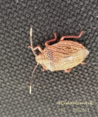 Antiteuchus sepulcralis