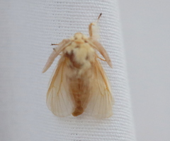 Megalopyge crispata