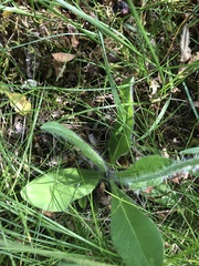 Pilosella aurantiaca