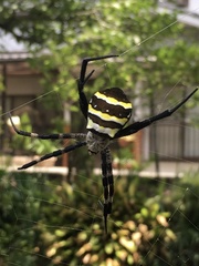 Argiope aetherea