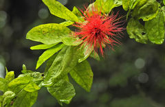 Calliandra tergemina emarginata