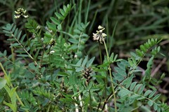 Astragalus schelichowii