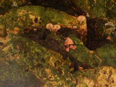 Mycena clarkeana