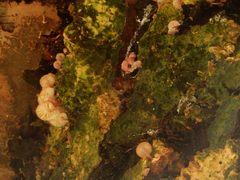 Mycena clarkeana