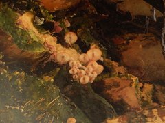 Mycena clarkeana