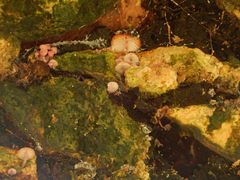 Mycena clarkeana