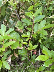 Vaccinium smallii