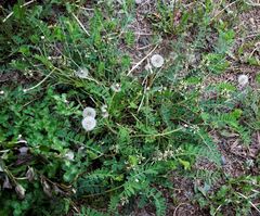 Astragalus schelichowii