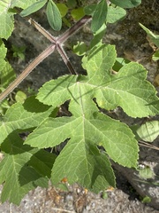 Heracleum sphondylium