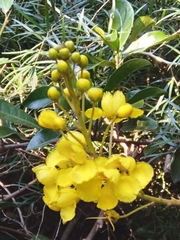 Acridocarpus natalitius