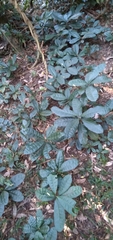 Acridocarpus natalitius