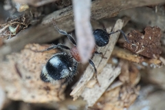 Artiotilla biguttata