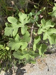 Heracleum sphondylium