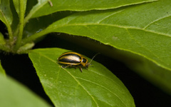 Endocephalus lineatus
