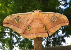Antheraea paphia