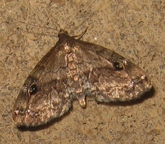 Melanomma auricinctaria