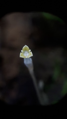 Burmannia