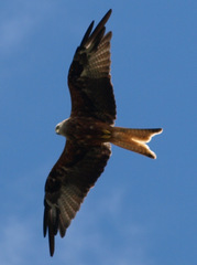 Milvus milvus