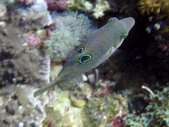 Canthigaster compressa