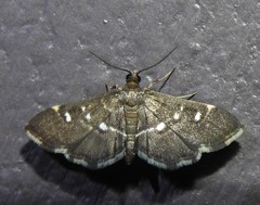 Diathrausta reconditalis