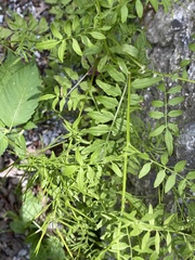 Cardamine impatiens