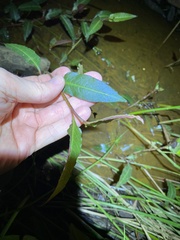 Persicaria dichotoma