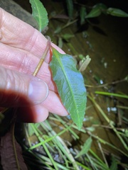 Persicaria dichotoma